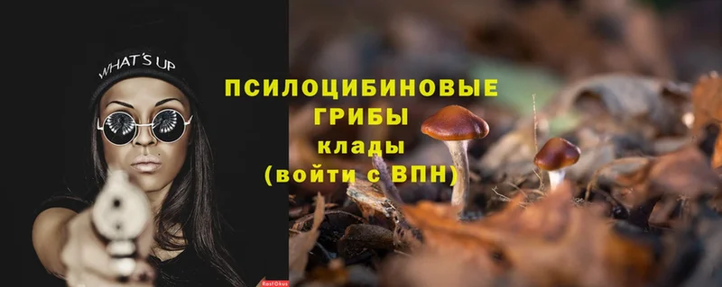 Псилоцибиновые грибы Cubensis  OMG tor  Кимры  продажа наркотиков 